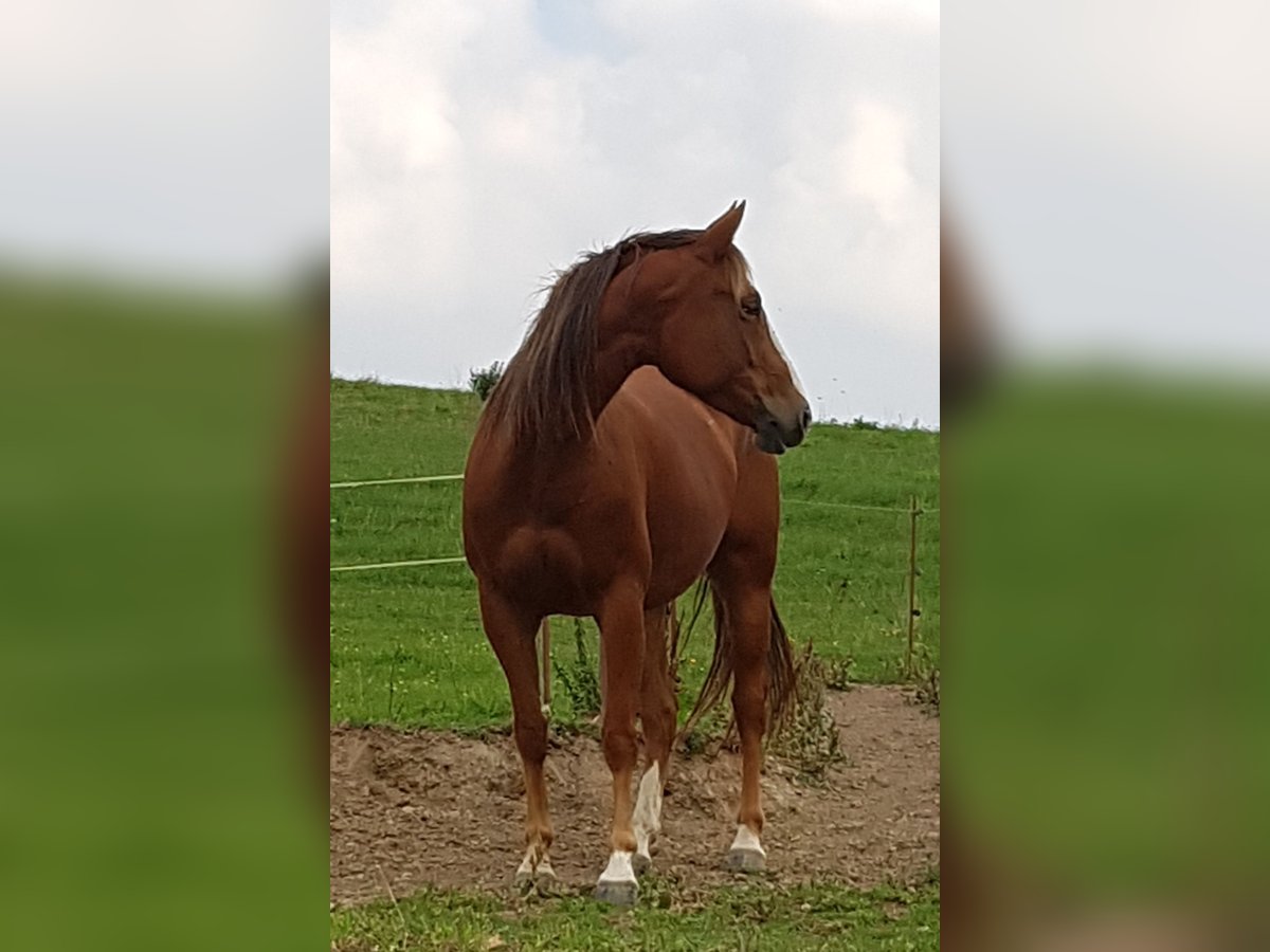 American Quarter Horse Mix Mare 8 years 15,2 hh Red Dun in Hartenstein