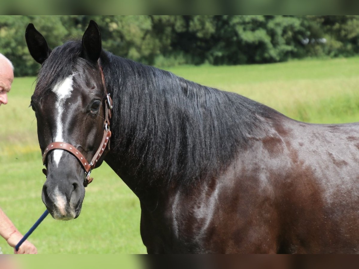 American Quarter Horse Mare 8 years 15 hh Black in SchwarzachSchwarzach