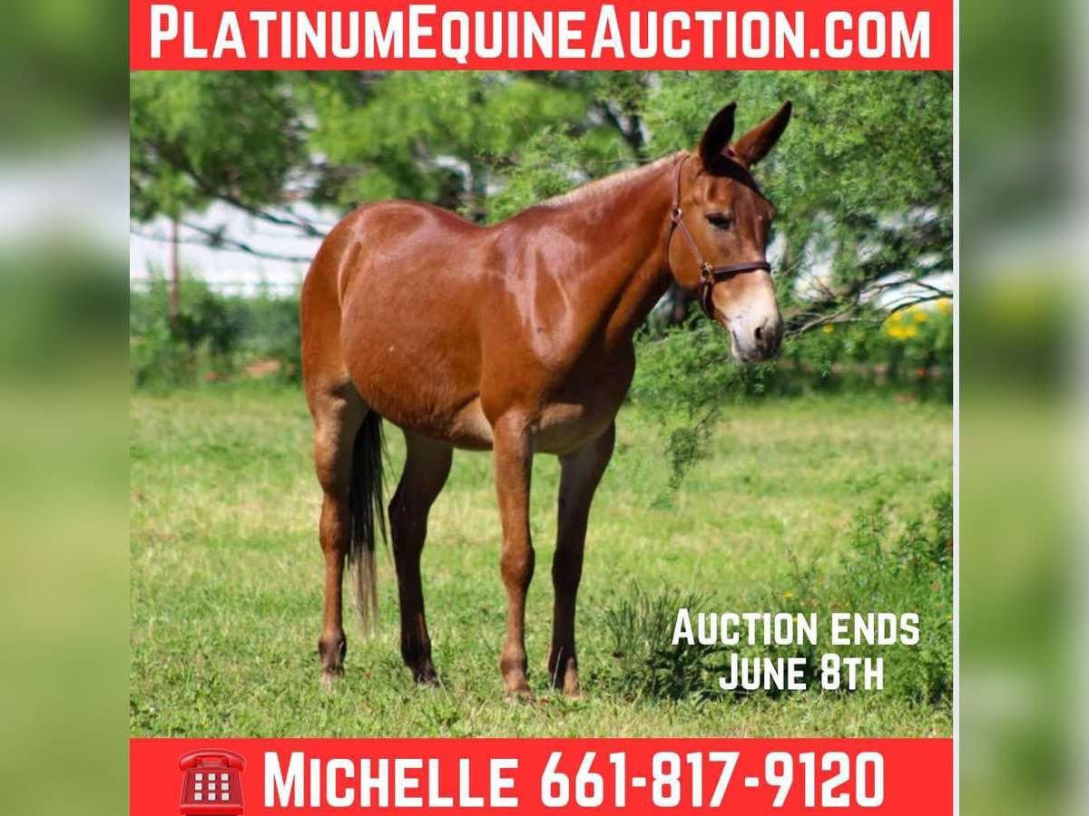 American Quarter Horse Mare 8 years 15 hh Chestnut in Stephenville TX