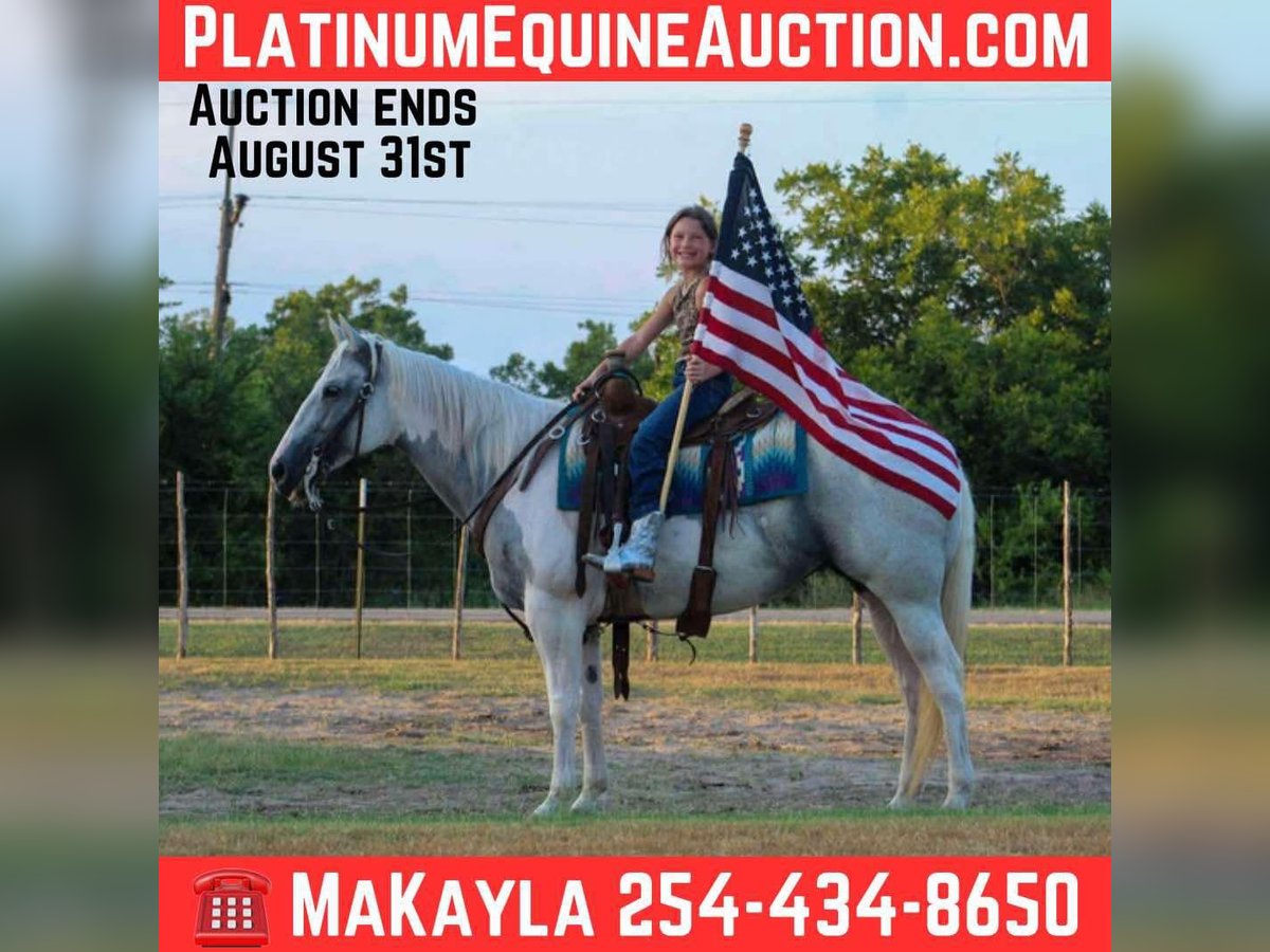 American Quarter Horse Mare 8 years 15 hh Tobiano-all-colors in Stephenville TX