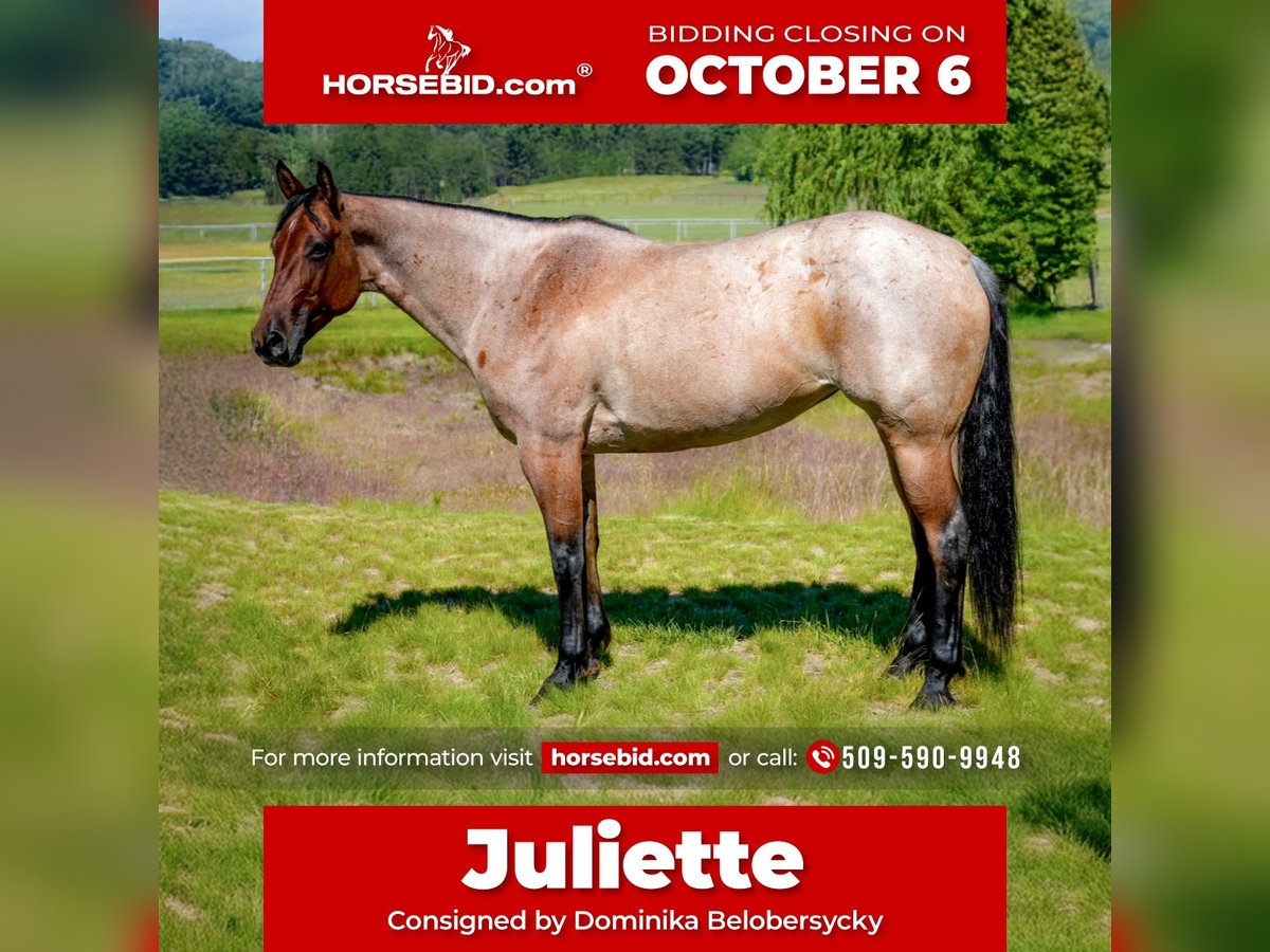 American Quarter Horse Mare 8 years 15,2 hh Roan-Bay in Spokane, WA