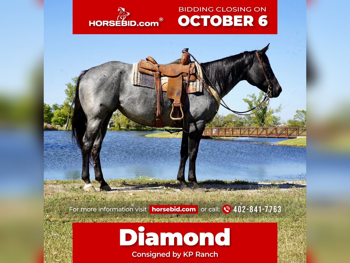 American Quarter Horse Mare 8 years 15,2 hh Roan-Blue in Corsica, SD