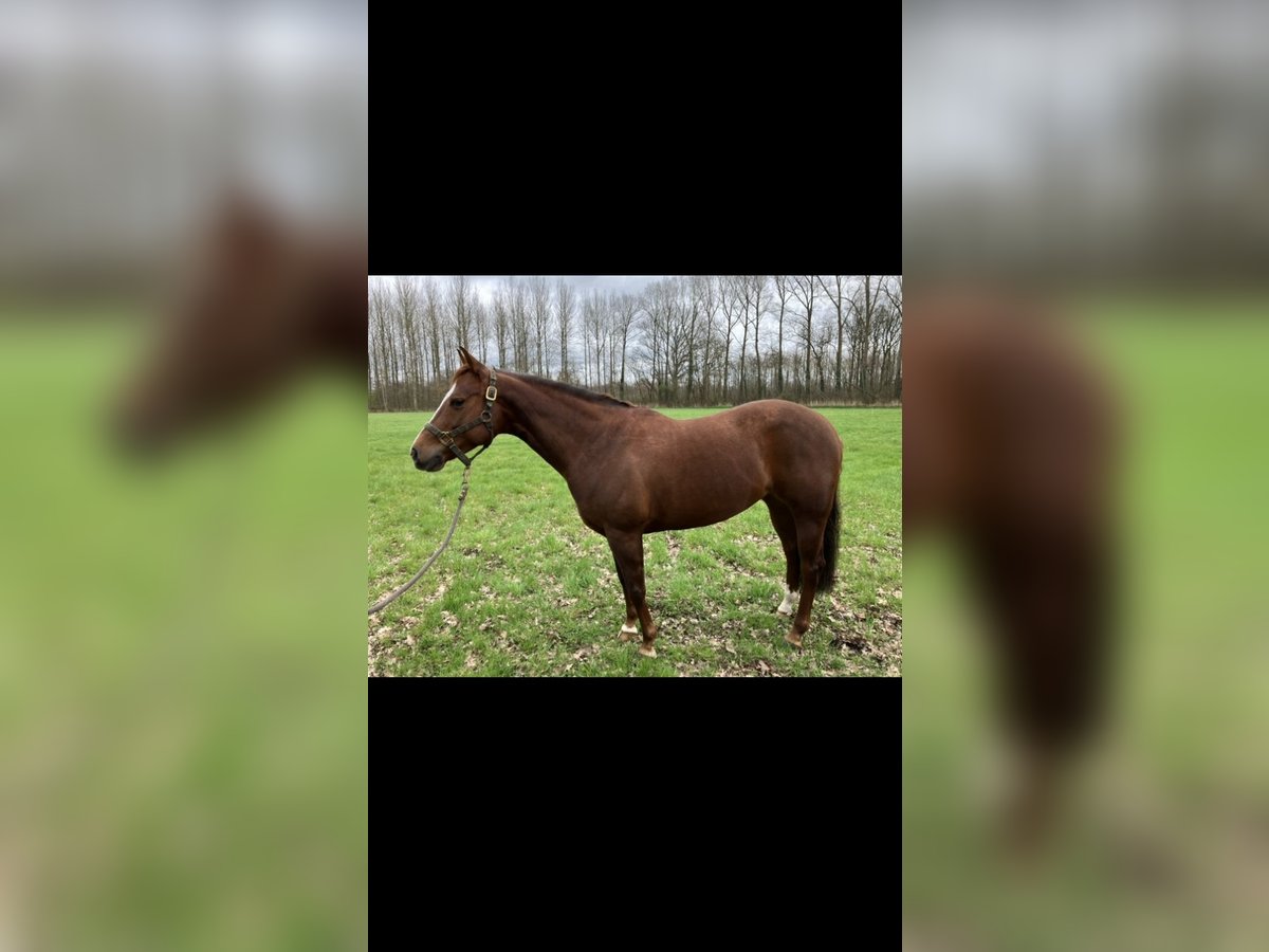 American Quarter Horse Mare 8 years Chestnut-Red in Ruurlo