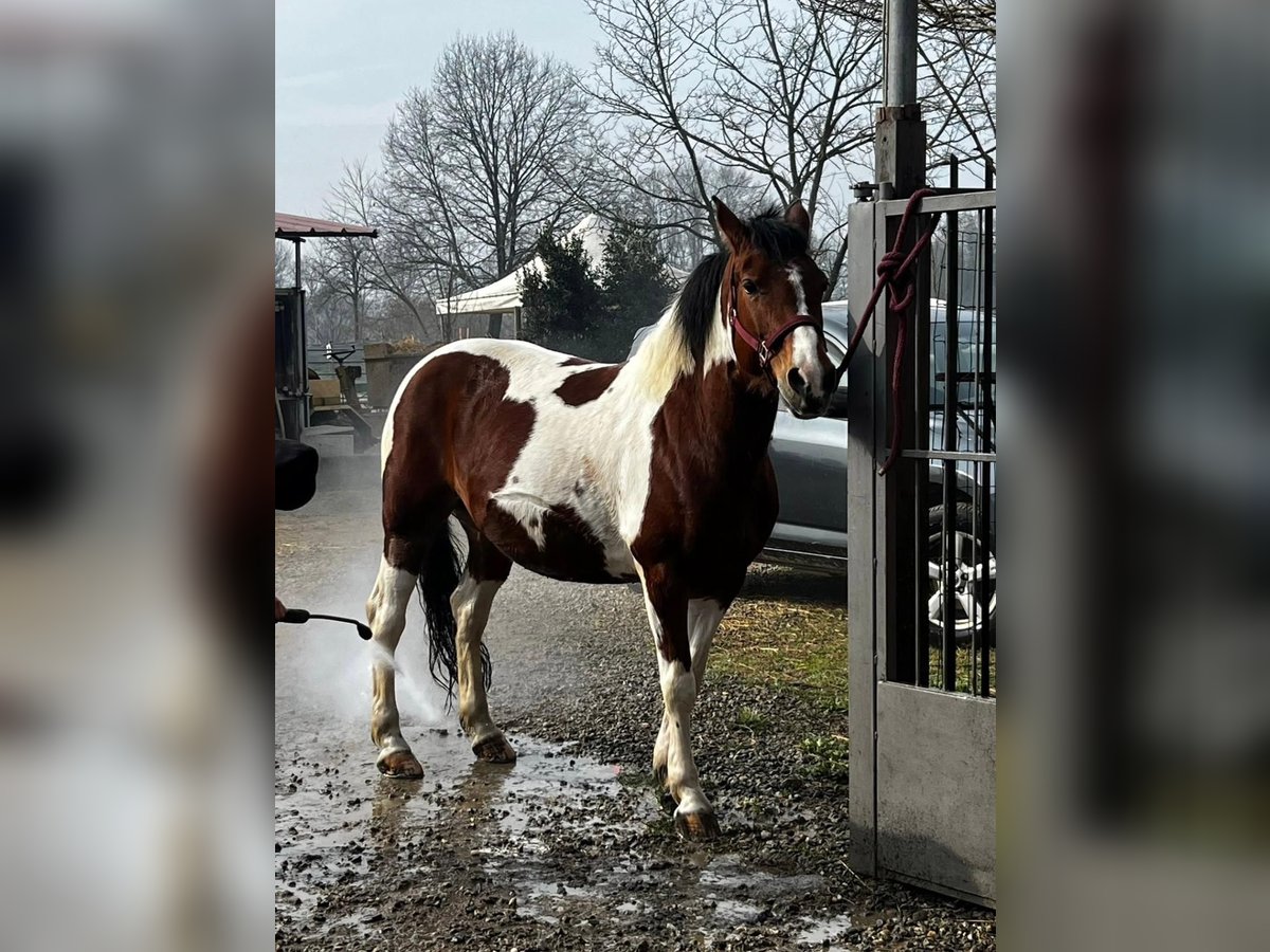 American Quarter Horse Mix Mare 9 years 13,2 hh Pinto in Caselle Torinese