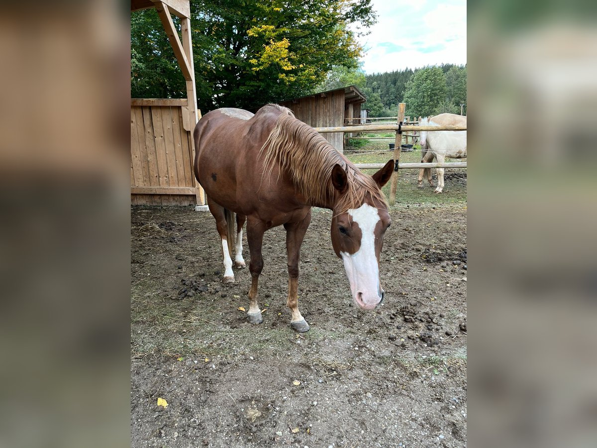 American Quarter Horse Mare 9 years 14,2 hh Chestnut-Red in Eurasburg