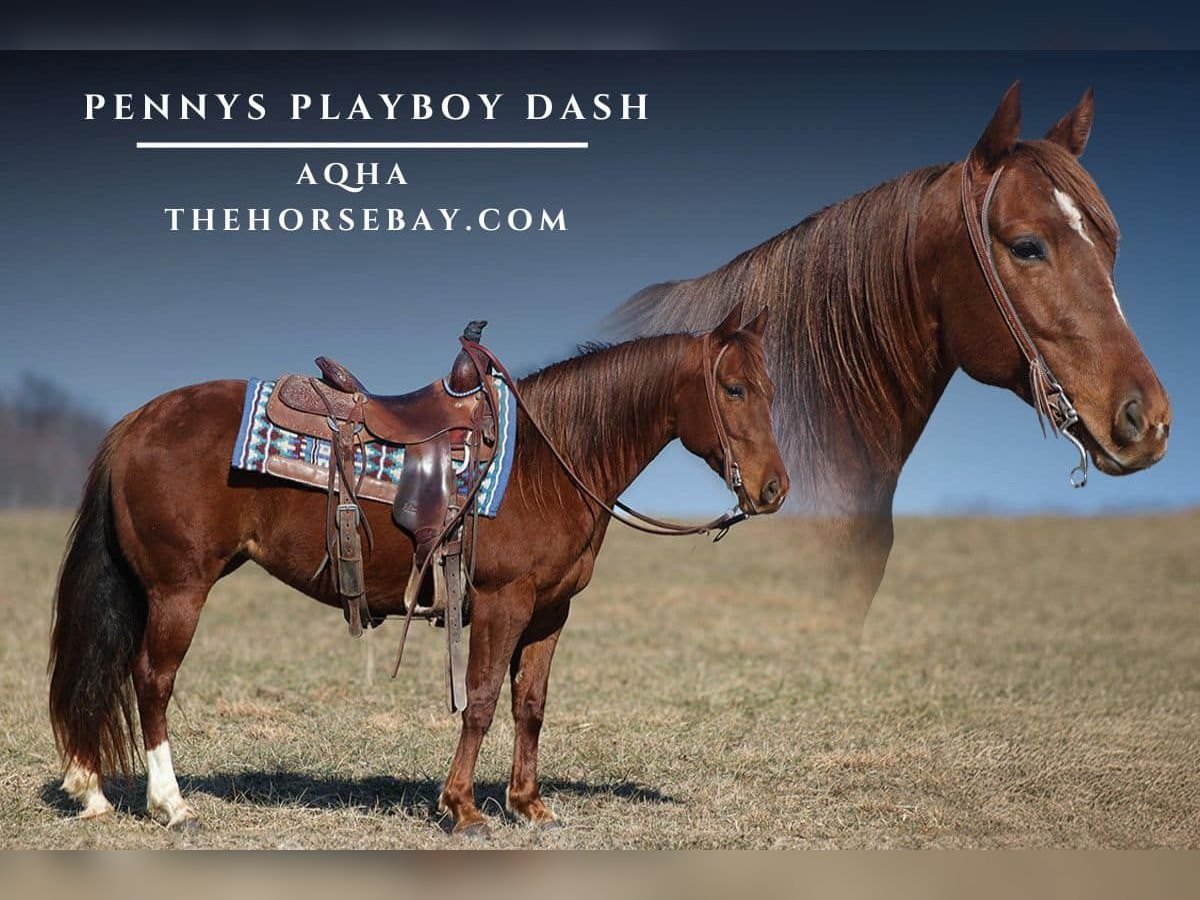 American Quarter Horse Mare 9 years 14,2 hh Chestnut in Parkers Lake, KY