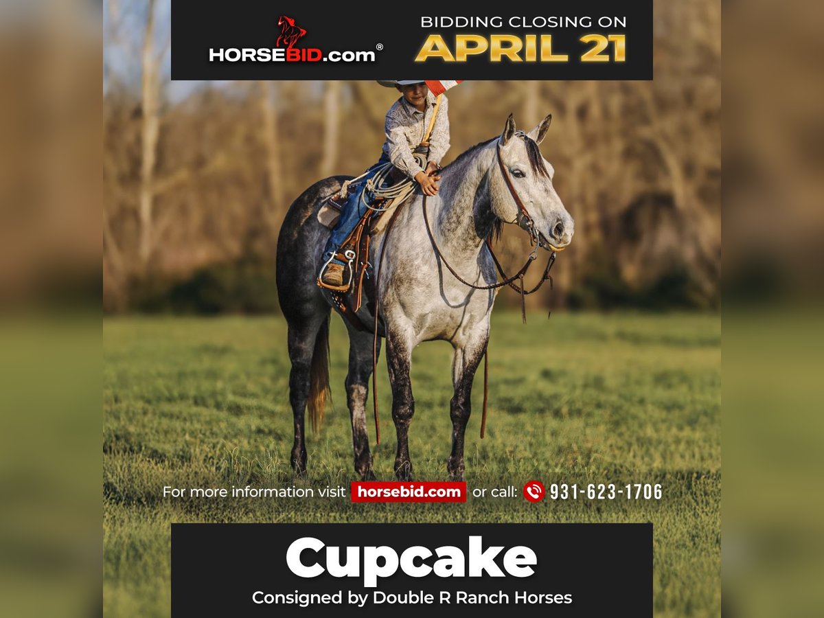 American Quarter Horse Mare 9 years 14,3 hh Gray in Lyles, TN