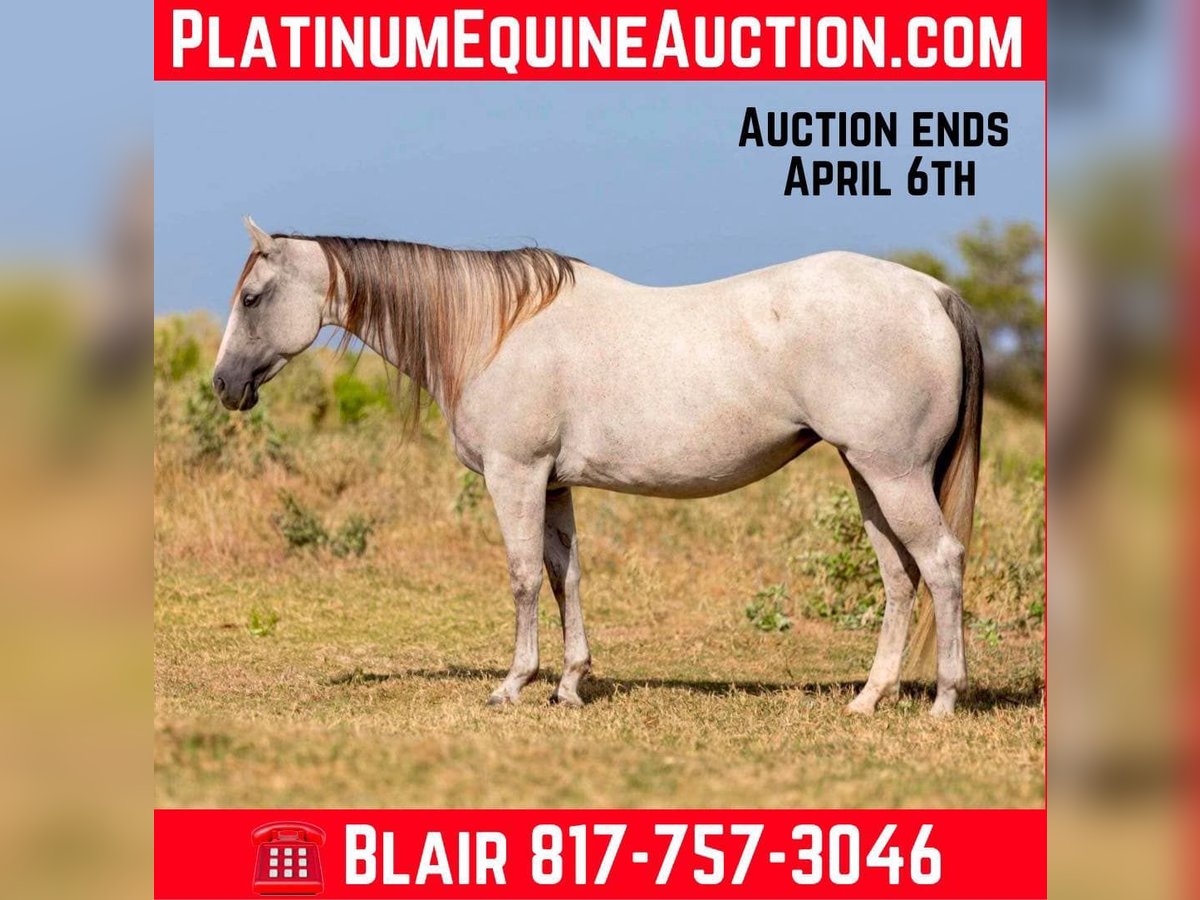 American Quarter Horse Mare 9 years 14,2 hh Grey in Weatherford Tx