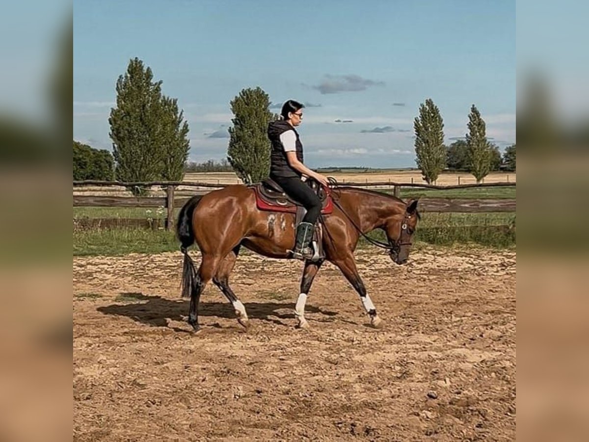 American Quarter Horse Mare 9 years 14,2 hh in Hurbanovo