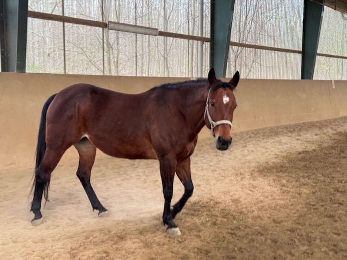 American Quarter Horse Mare 9 years 15,1 hh Brown in Leipzig