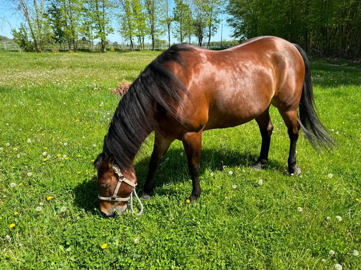 American Quarter Horse Mare 9 years 15,1 hh Brown in Leipzig