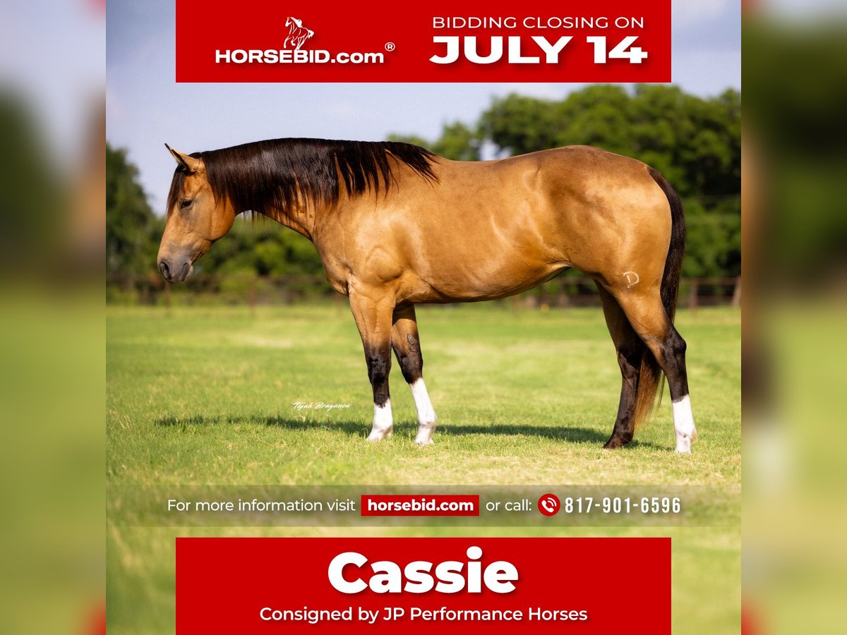 American Quarter Horse Mare 9 years 15 hh Buckskin in Weatherford
