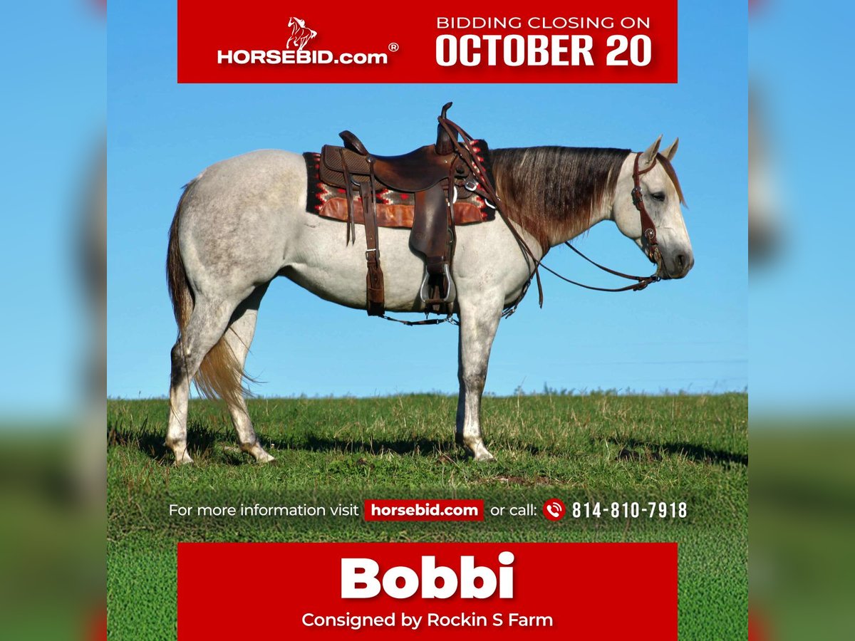 American Quarter Horse Mare 9 years 15 hh Grey in Rebersburg