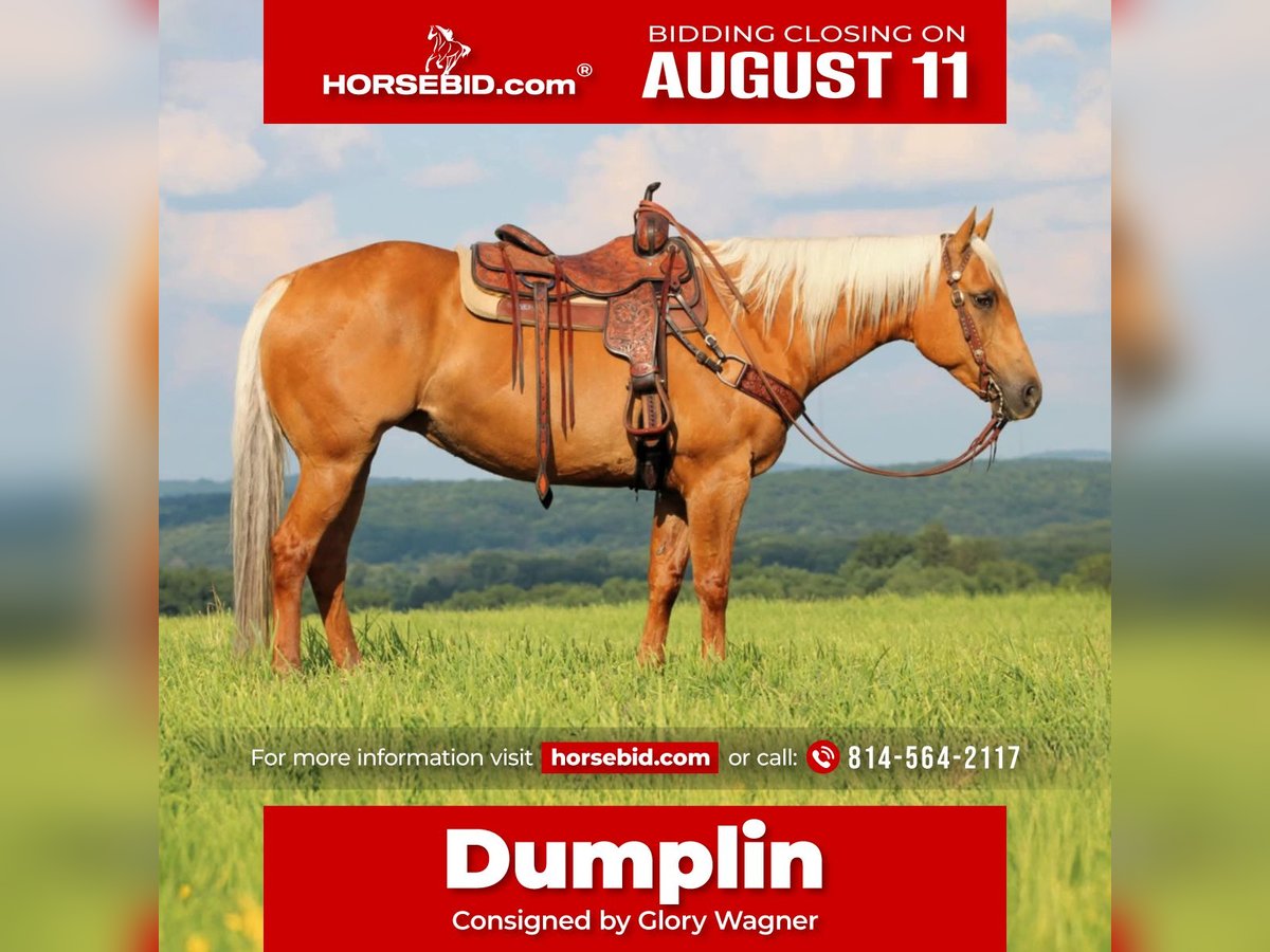 American Quarter Horse Mare 9 years 15 hh Palomino in Clarion, PA