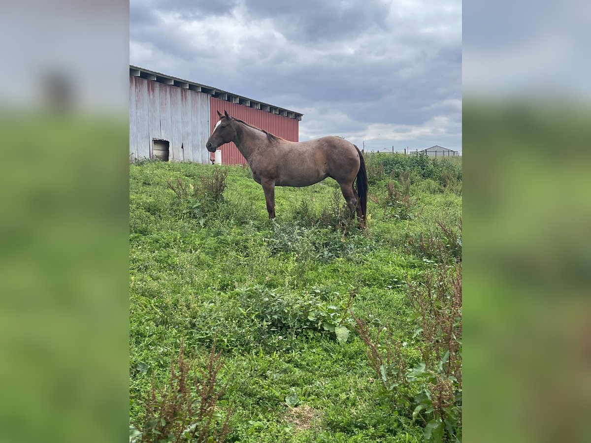 American Quarter Horse Mare 9 years 15 hh Roan-Red in Bellefonte, PA
