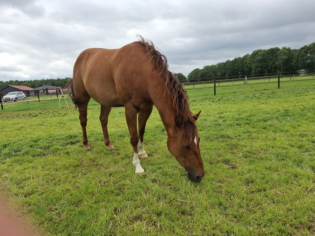 American Quarter Horse Mare 9 years 15,1 hh Chestnut-Red in Onstwedde