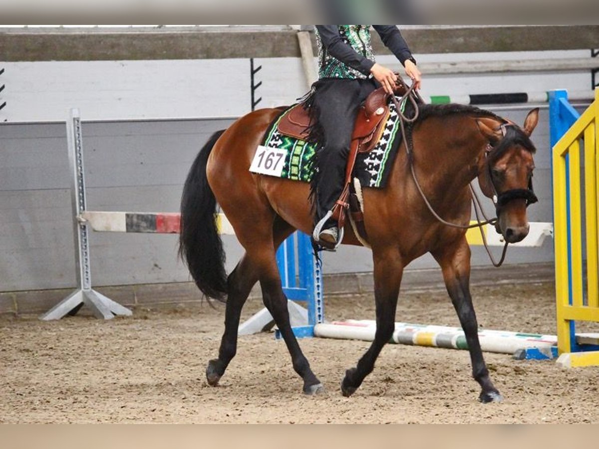 American Quarter Horse Mare 9 years 16 hh Brown in WedemarkWedemark