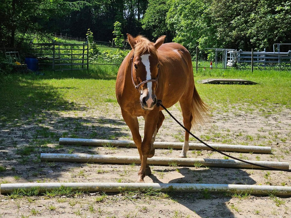 American Quarter Horse Mare 9 years Chestnut-Red in Sprockhövel