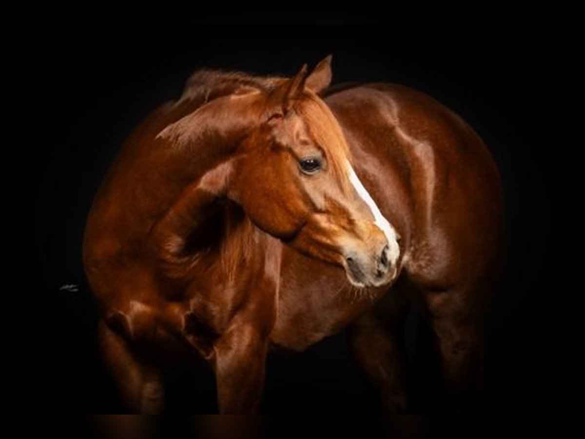 American Quarter Horse Mare 9 years in Dielheim American Quarter Horse Mare 9 years in Dielheim