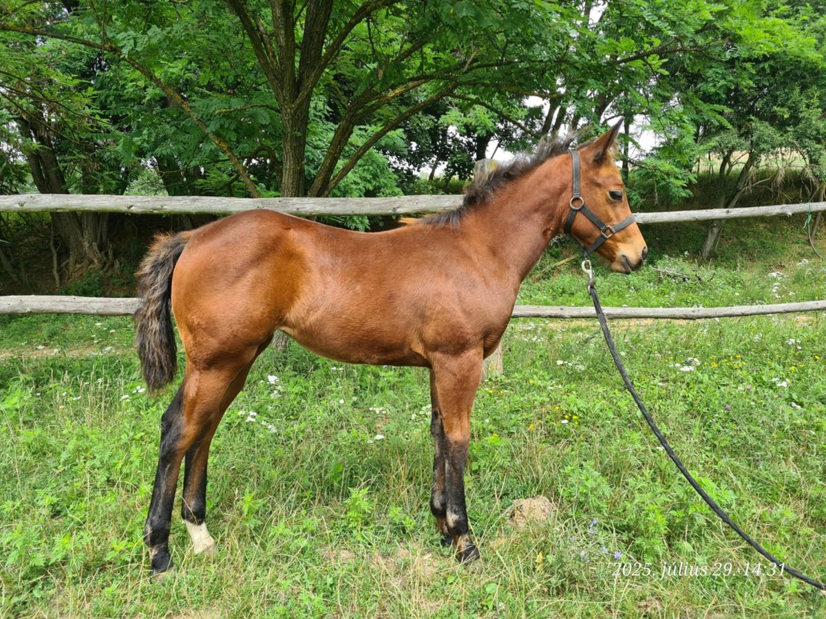 American Quarter Horse Mare Foal (05/2025) 11,2 hh Bay in Bakonyb&#xE9;l
