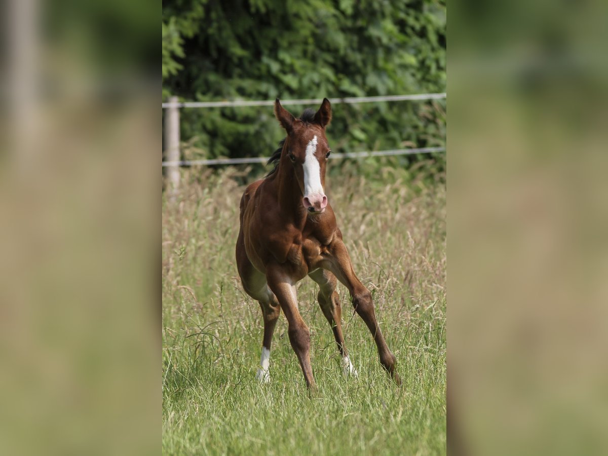 American Quarter Horse Mare Foal (06/2025) 14,2 hh Brown in Celle