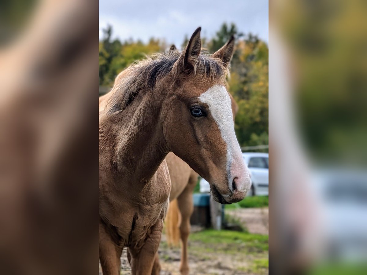 American Quarter Horse Mare Foal (06/2024) 14,2 hh Buckskin in BüttelbornBüttelborn