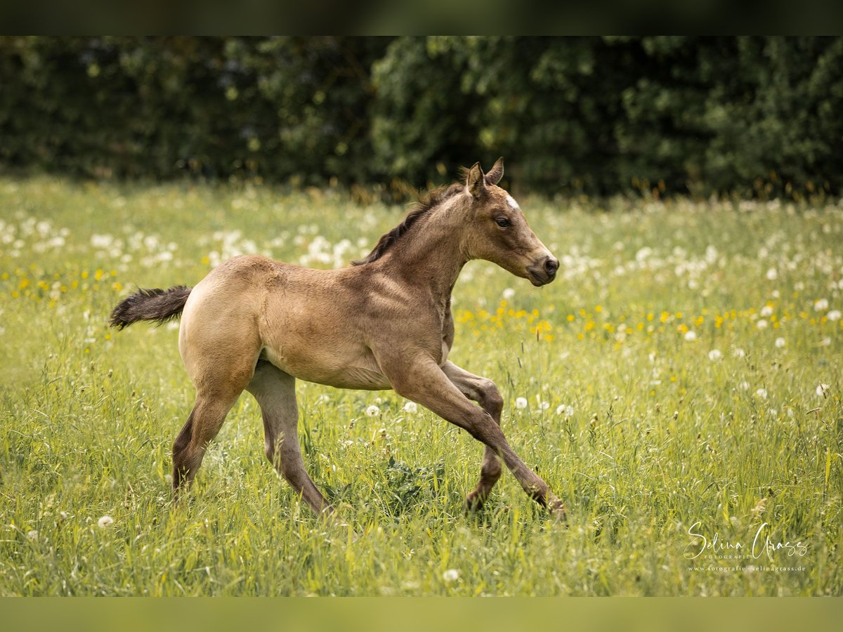 American Quarter Horse Mare Foal (03/2024) 14,2 hh Buckskin in Calden