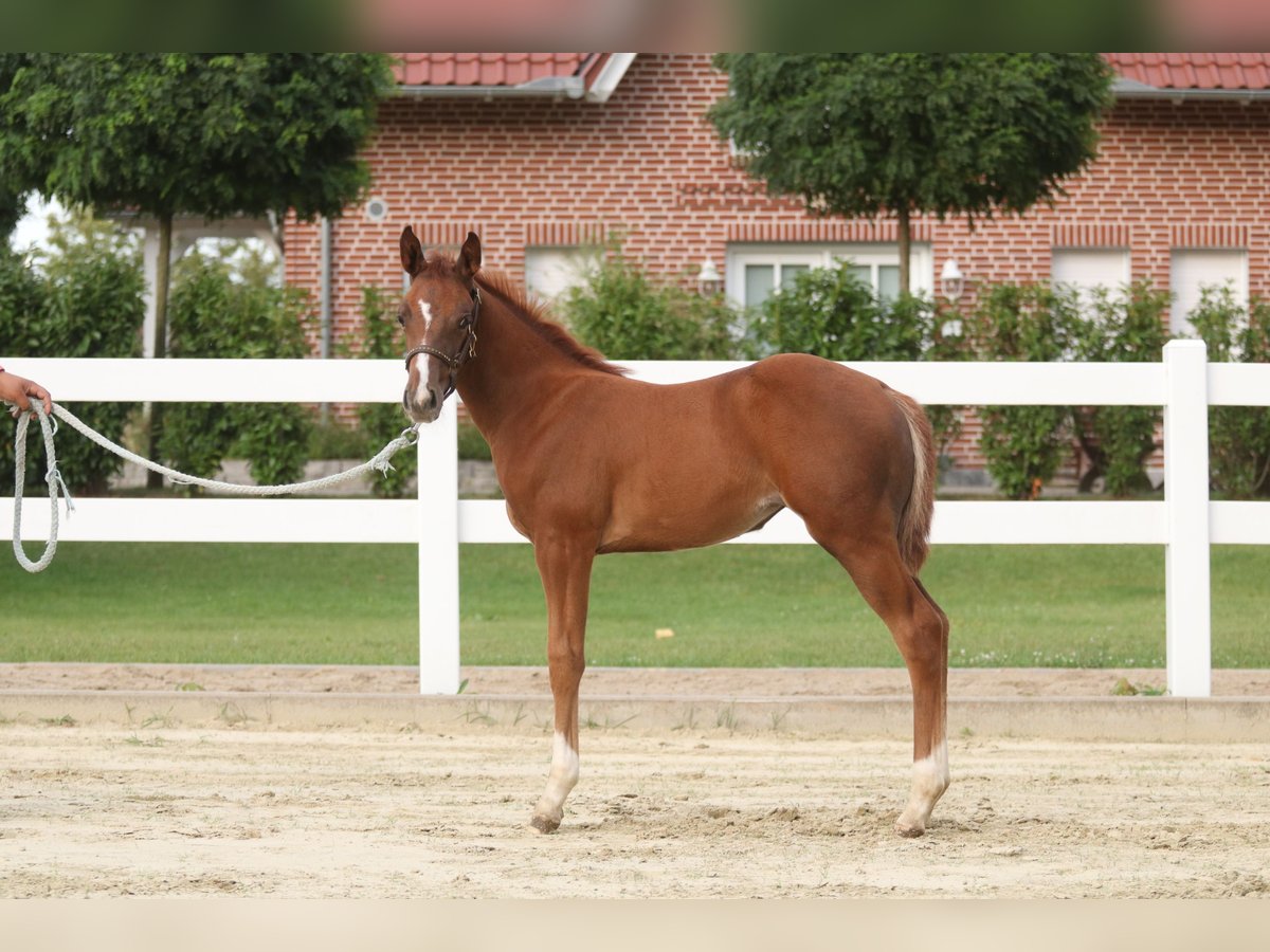 American Quarter Horse Mare Foal (06/2024) 14,2 hh Chestnut-Red in Herne