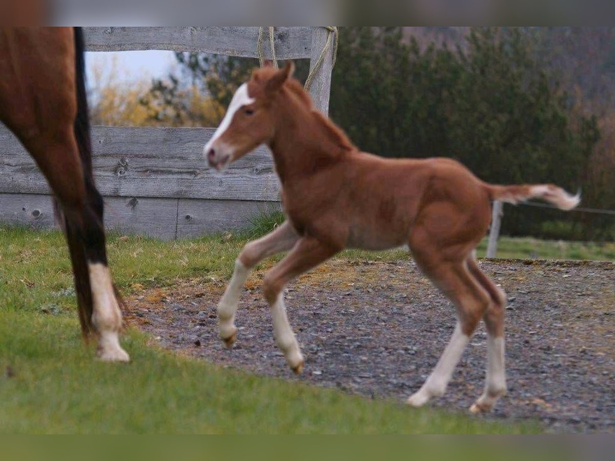 American Quarter Horse Mare Foal (03/2024) 14,2 hh Chestnut-Red in Steinsberg