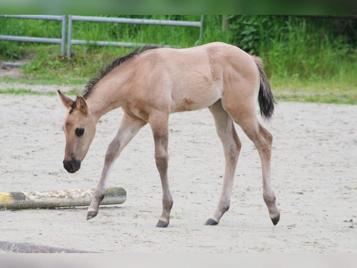 American Quarter Horse Mare Foal (04/2024) 14,2 hh Grullo in Düsseldorf