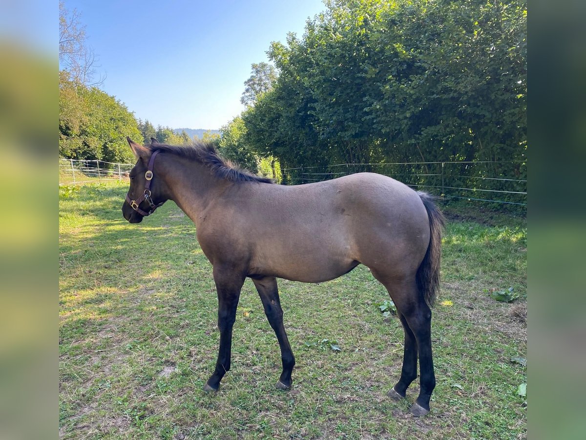 American Quarter Horse Mare Foal (04/2024) 14,2 hh Grullo in Erbendorf