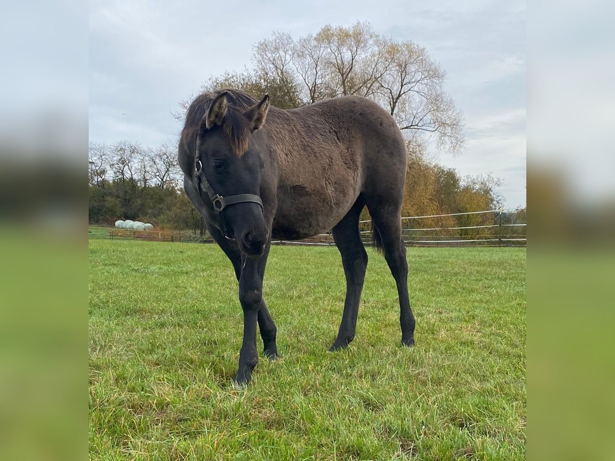 American Quarter Horse Mare Foal (04/2024) 14,2 hh Grullo in Erbendorf