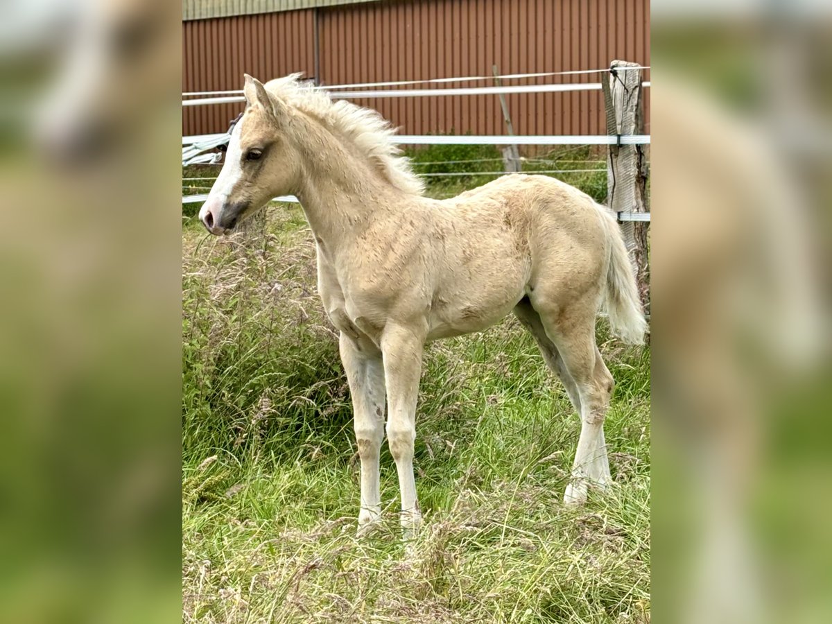 American Quarter Horse Mare Foal (04/2024) 14,2 hh Palomino in Rosengarten