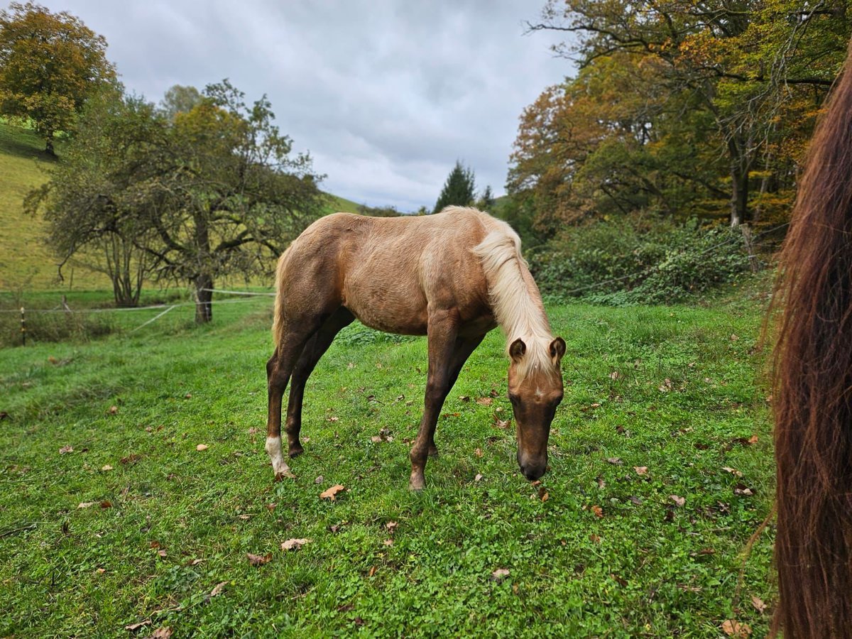 American Quarter Horse Mare Foal (06/2024) 14,2 hh Palomino in Klingenberg am Main