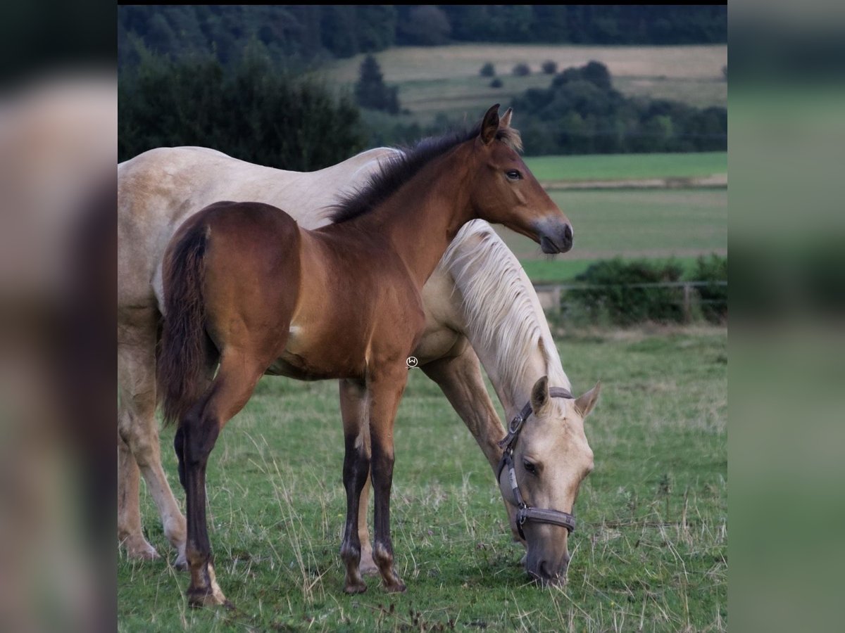 American Quarter Horse Mare  14,3 hh Brown in Berndorf