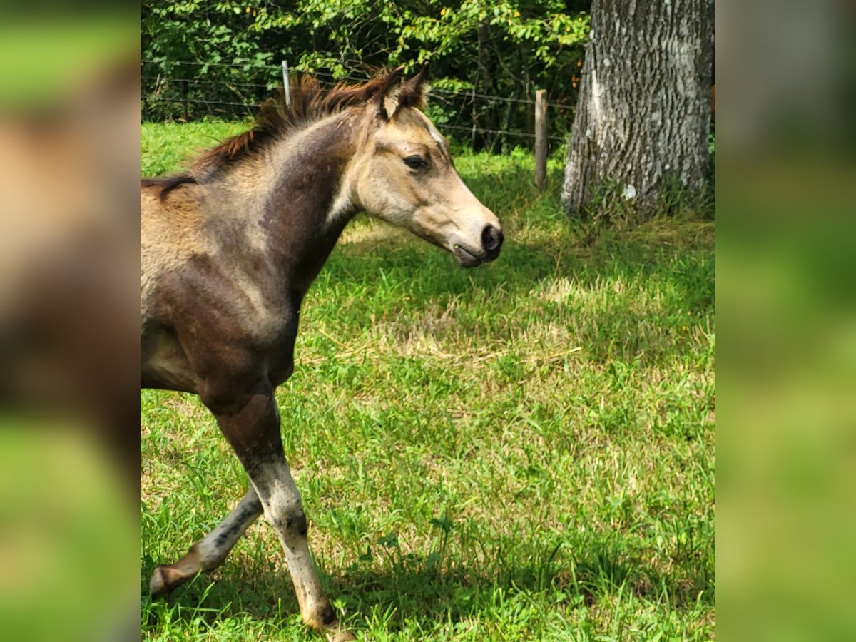 American Quarter Horse Mare Foal (04/2024) 14,3 hh Buckskin in Balingen