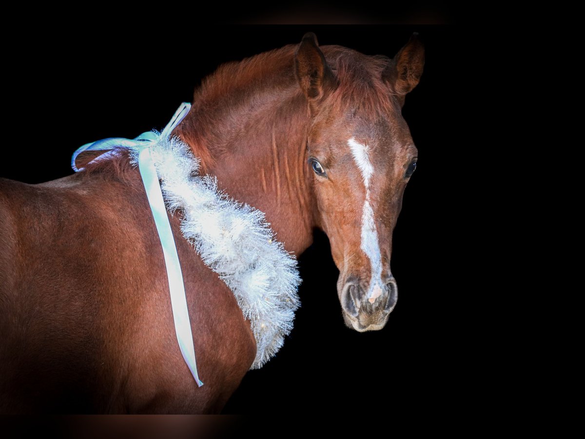 American Quarter Horse Mare Foal (06/2024) 14,3 hh Chestnut-Red in Herne