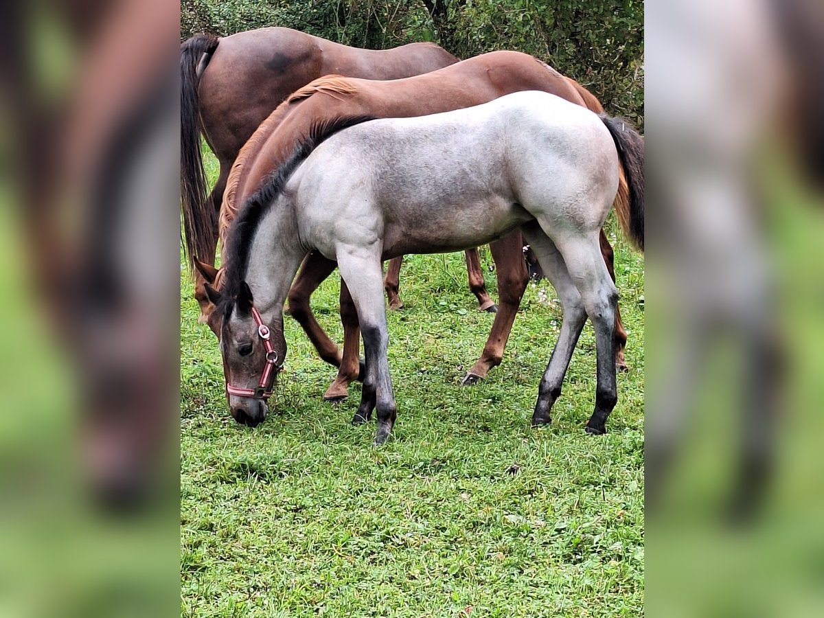 American Quarter Horse Mare Foal (06/2024) 14,3 hh Roan-Bay in Ostermiething