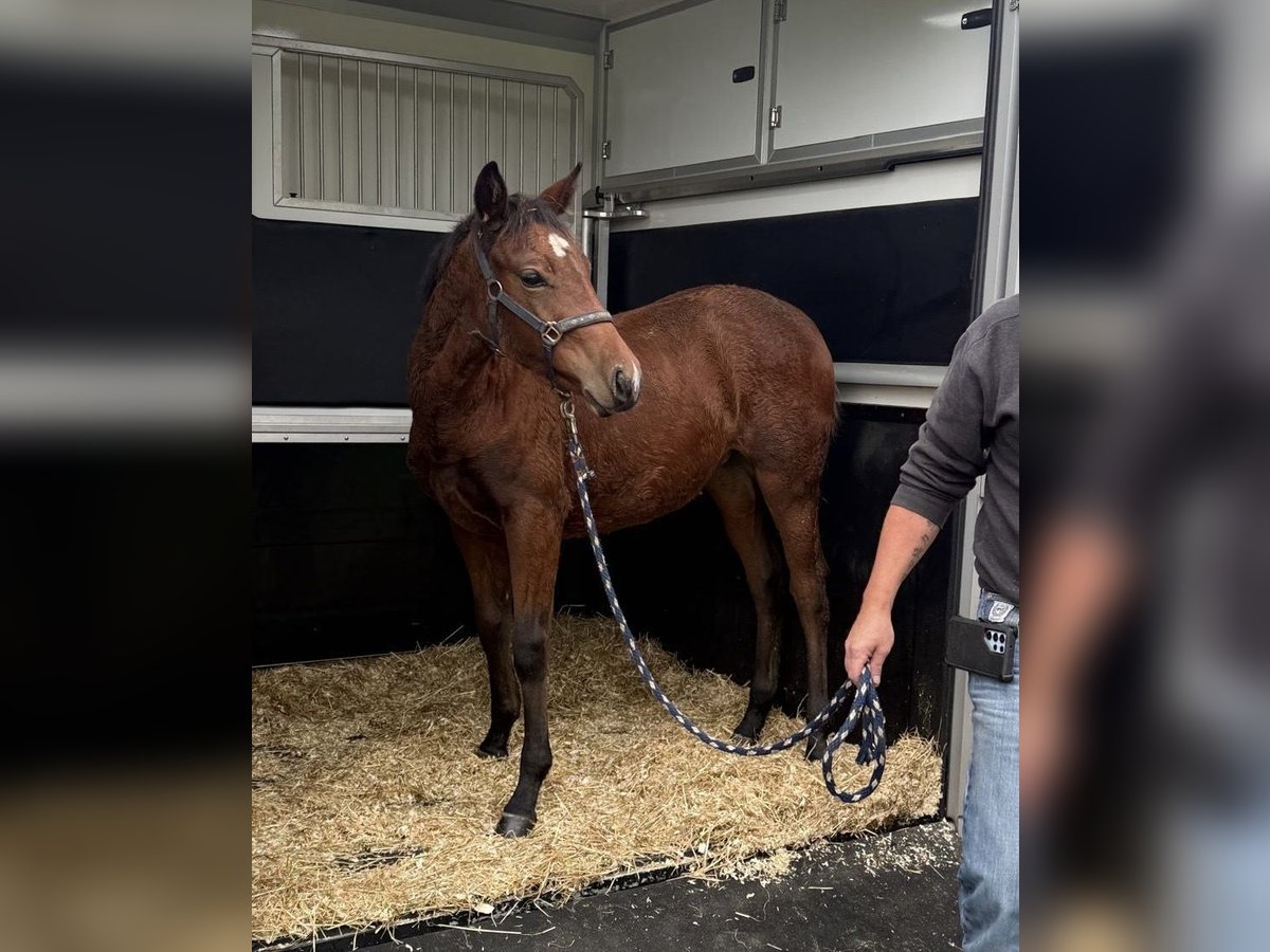 American Quarter Horse Mare Foal (04/2025) 14,2 hh Brown in Erkelenz