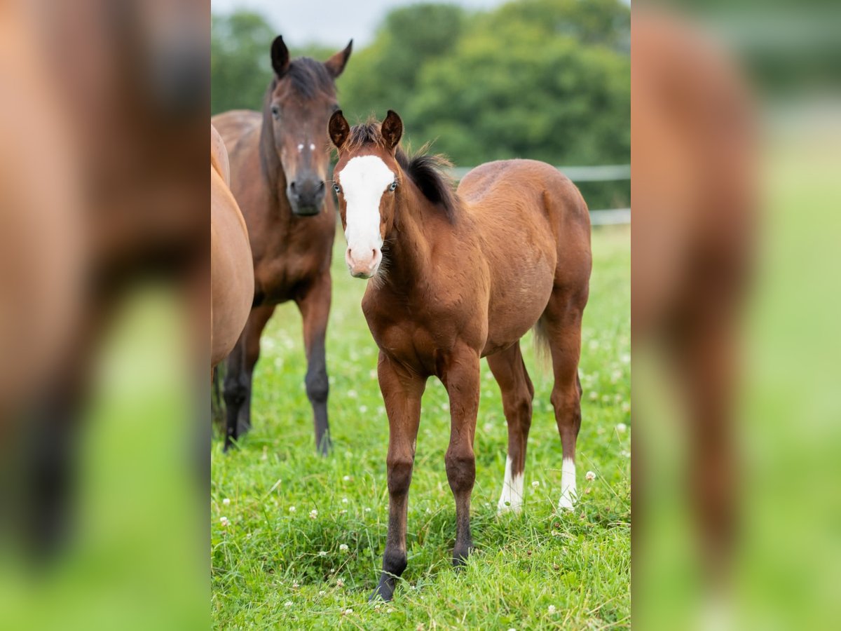 American Quarter Horse Mare Foal (03/2025) 14,2 hh Brown in Kierspe