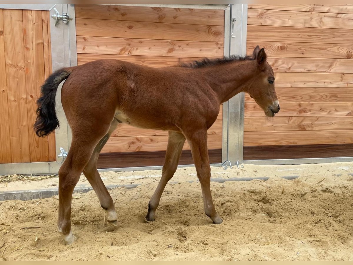 American Quarter Horse Mare  14,2 hh Brown in Griefstedt