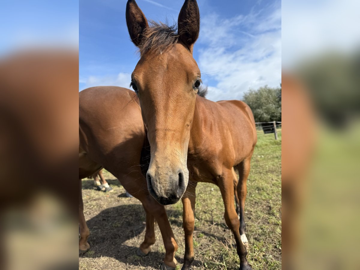 American Quarter Horse Mare Foal (03/2025) 14,2 hh Brown in Riethgen