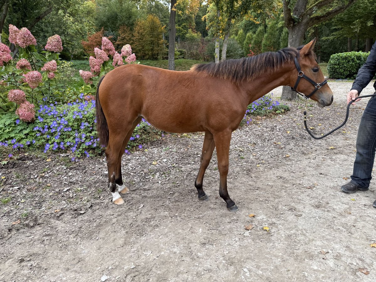 American Quarter Horse Mare Foal (03/2025) 14,2 hh Brown in Kindelbr&#xFC;ck