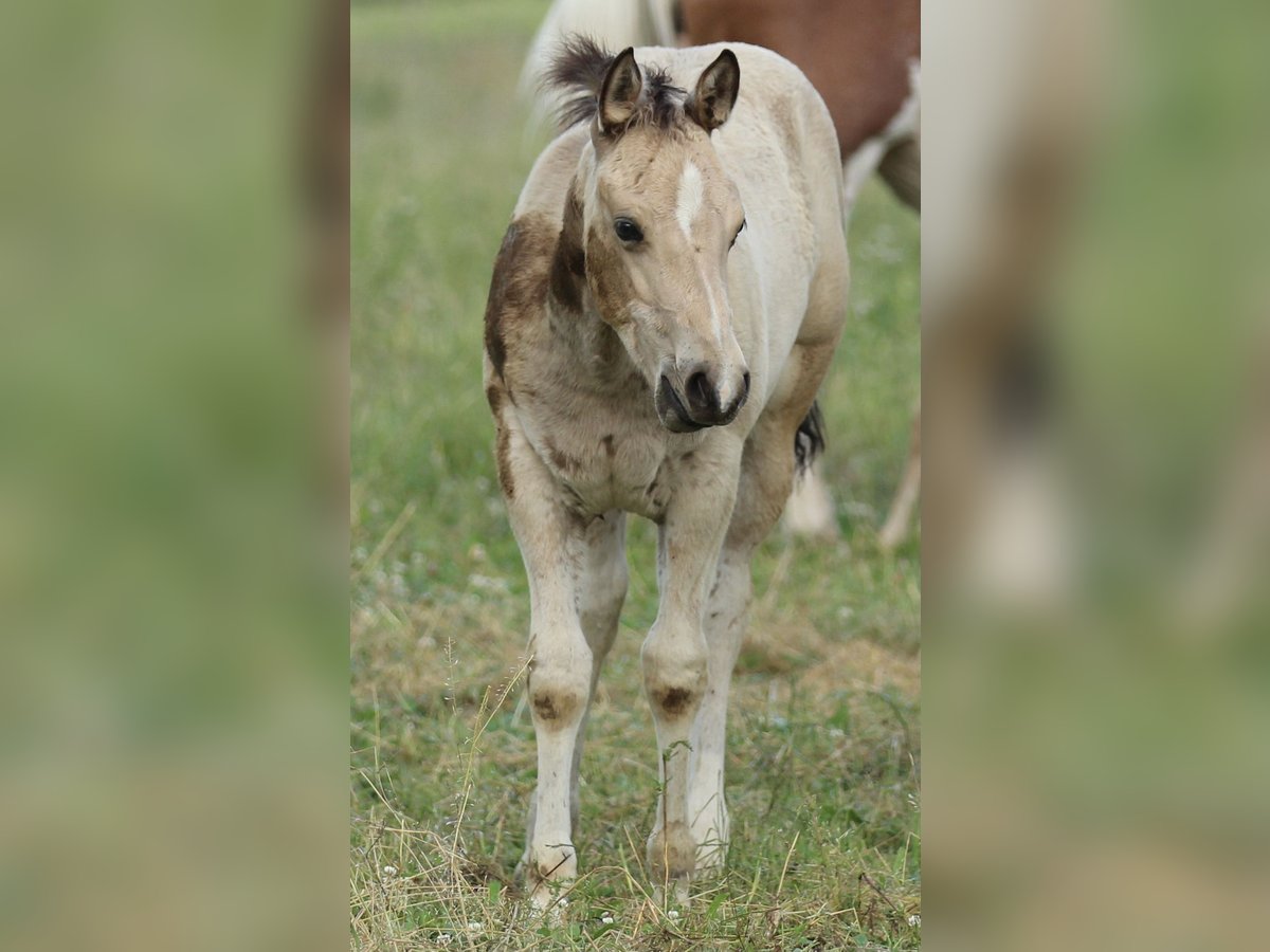 American Quarter Horse Mare  14,2 hh Buckskin in Waldshut-Tiengen