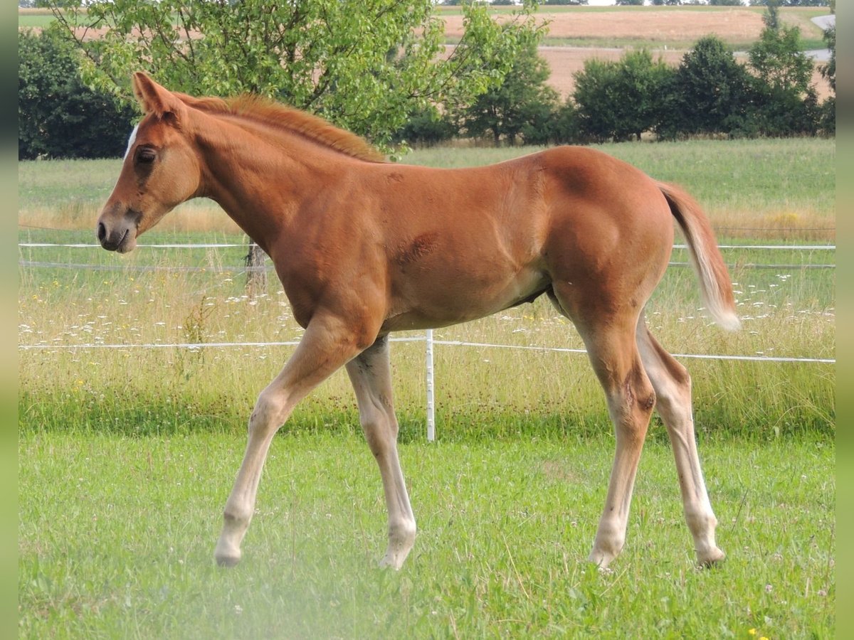 American Quarter Horse Mare Foal (05/2025) 14,2 hh Chestnut-Red in Windigsteig