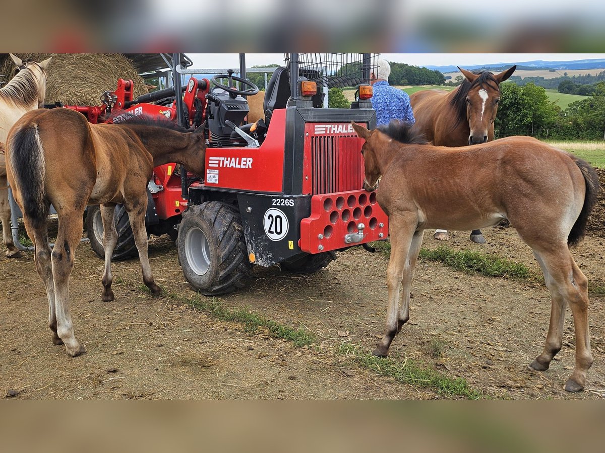 American Quarter Horse Mare Foal (05/2025) 14,2 hh Roan-Bay in M&#xFC;glitztal