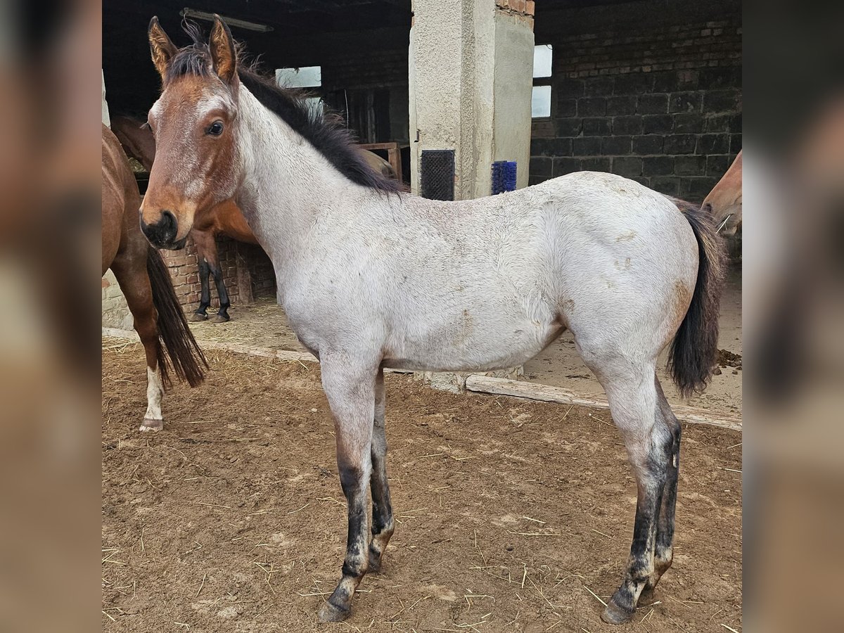 American Quarter Horse Mare Foal (05/2025) 14,2 hh Roan-Bay in M&#xFC;glitztal