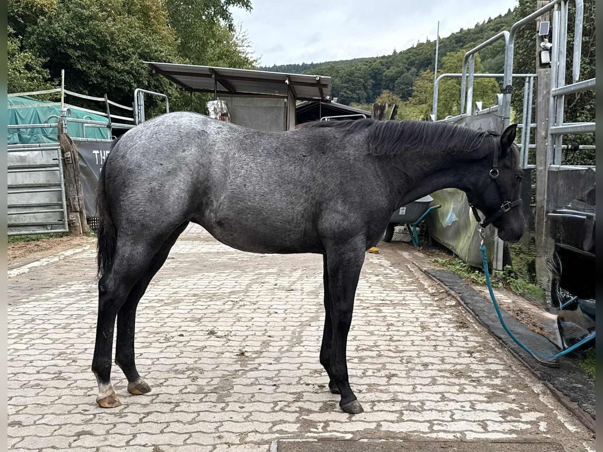 American Quarter Horse Mare Foal (03/2025) 14,2 hh Roan-Blue in Miltenberg