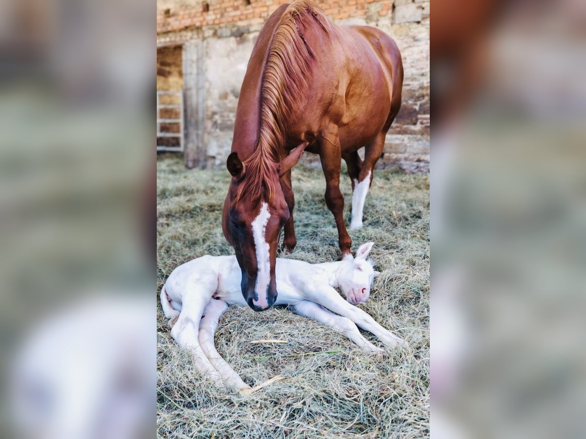 American Quarter Horse Mare  14,2 hh in Niederwerrn