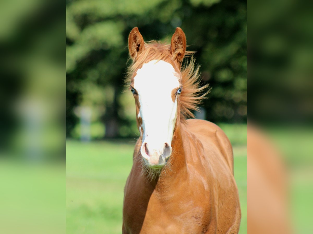 American Quarter Horse Mare Foal (03/2025) 14,3 hh Chestnut-Red in Stade